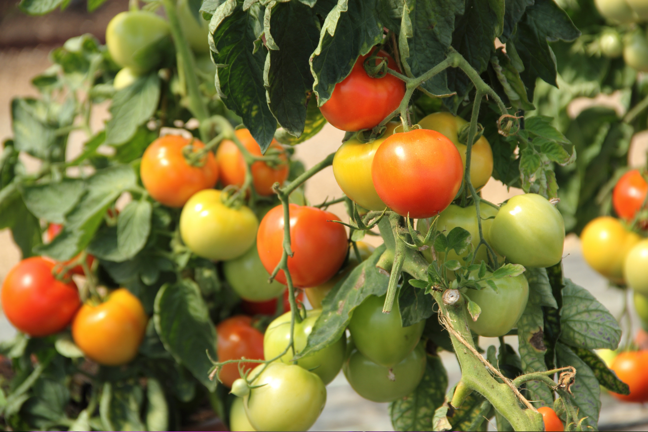 Tomato Grow Lights